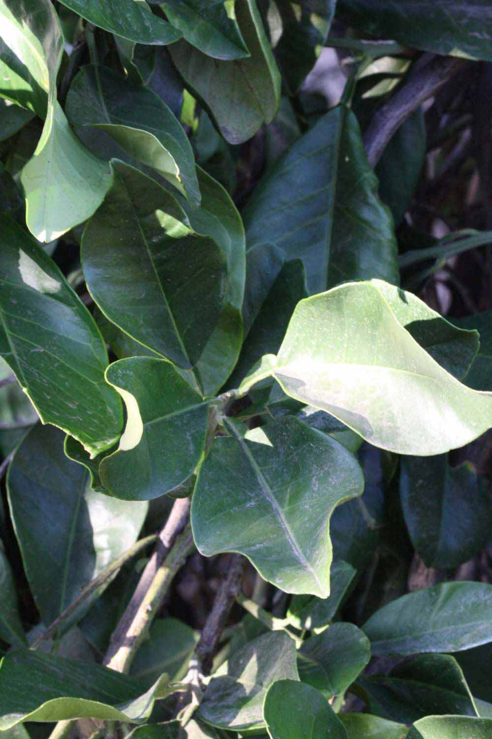              Shade leaves (Riverside, CA)       